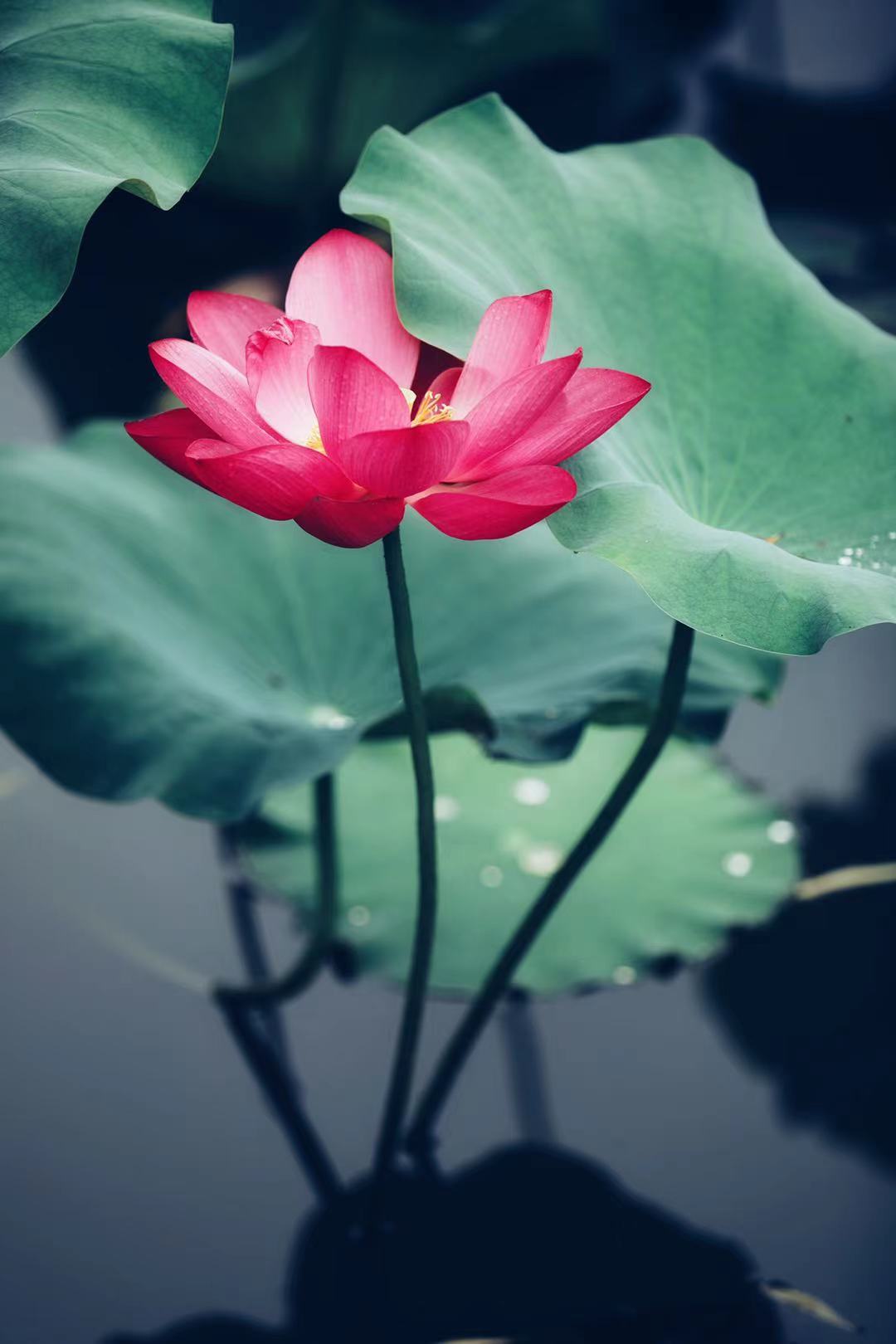 荷花怎么拍才美？我从网友投稿的200张照片里，选出20张经典案例休闲区蓝鸢梦想 - Www.slyday.coM