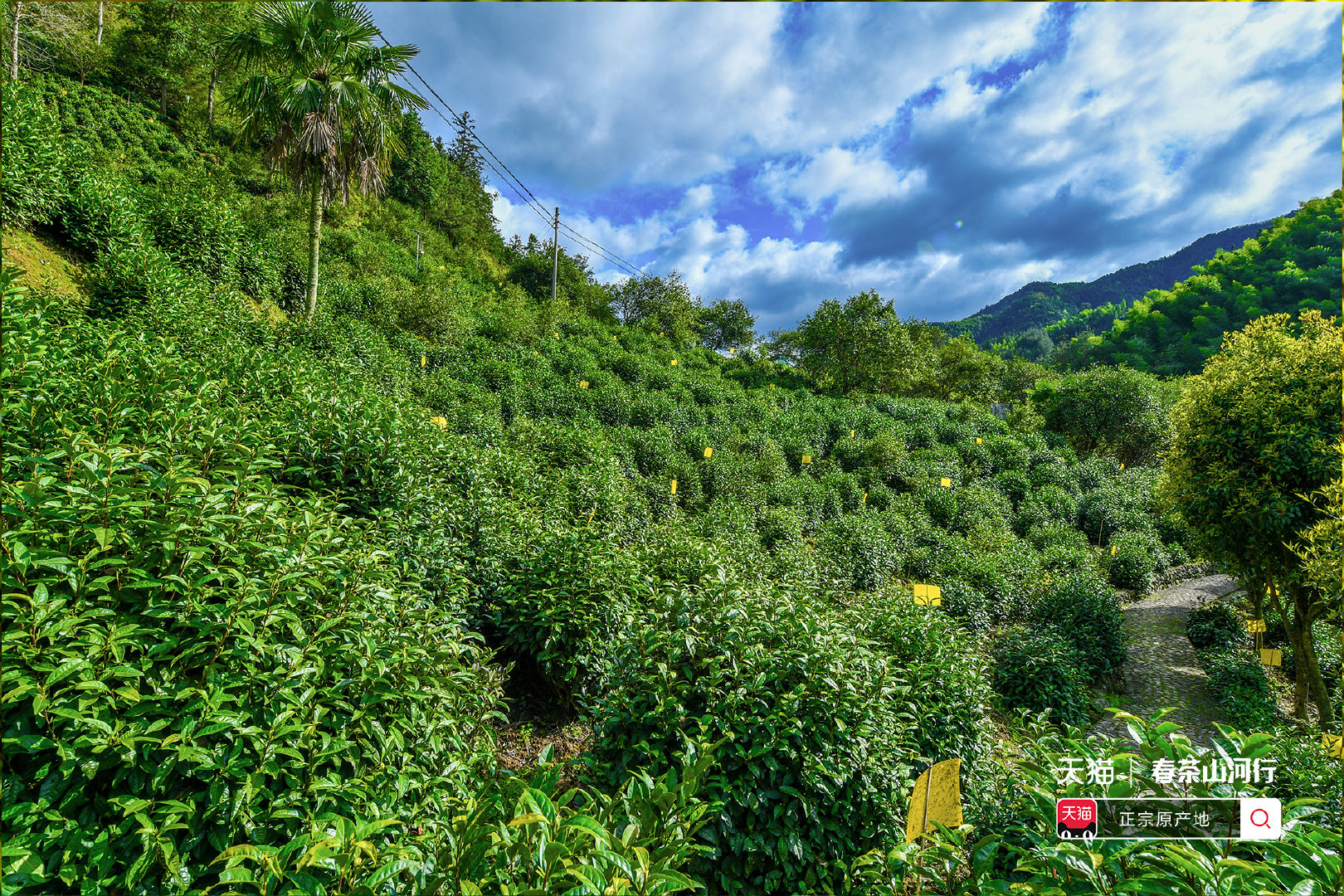 的足迹行来到集合了黄山毛峰,安吉白茶,六安瓜片和碧螺春四大春茶的