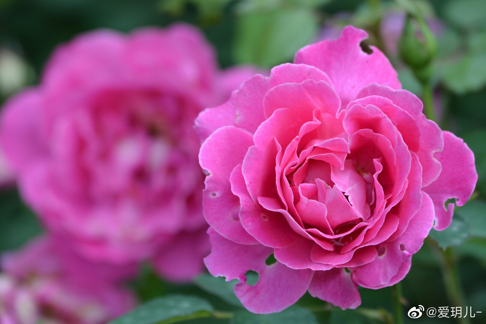 玫粉色美丽的大月季花带来美丽的心情