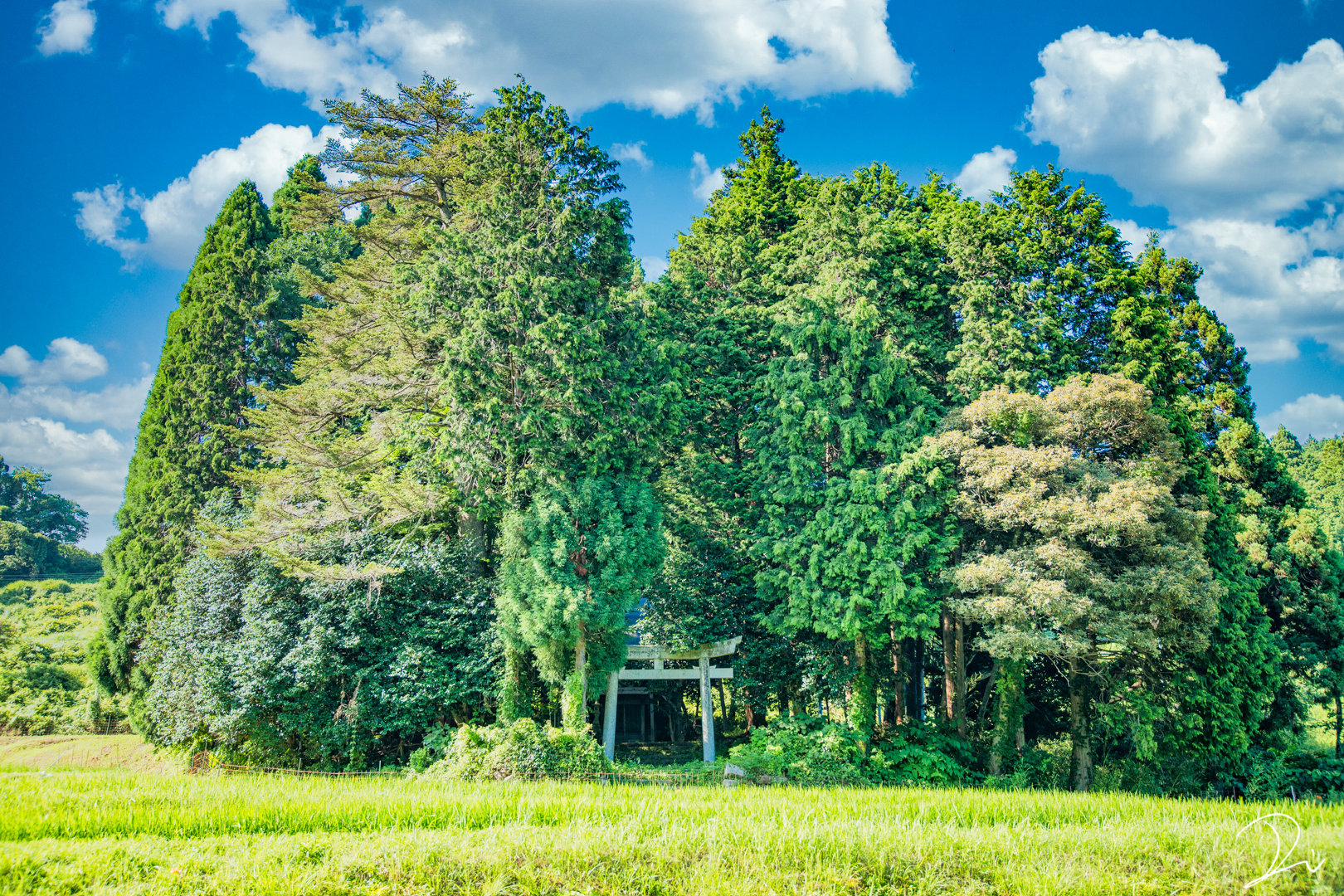 京都的龙猫森林 世屋姫神社 Twi Usalica