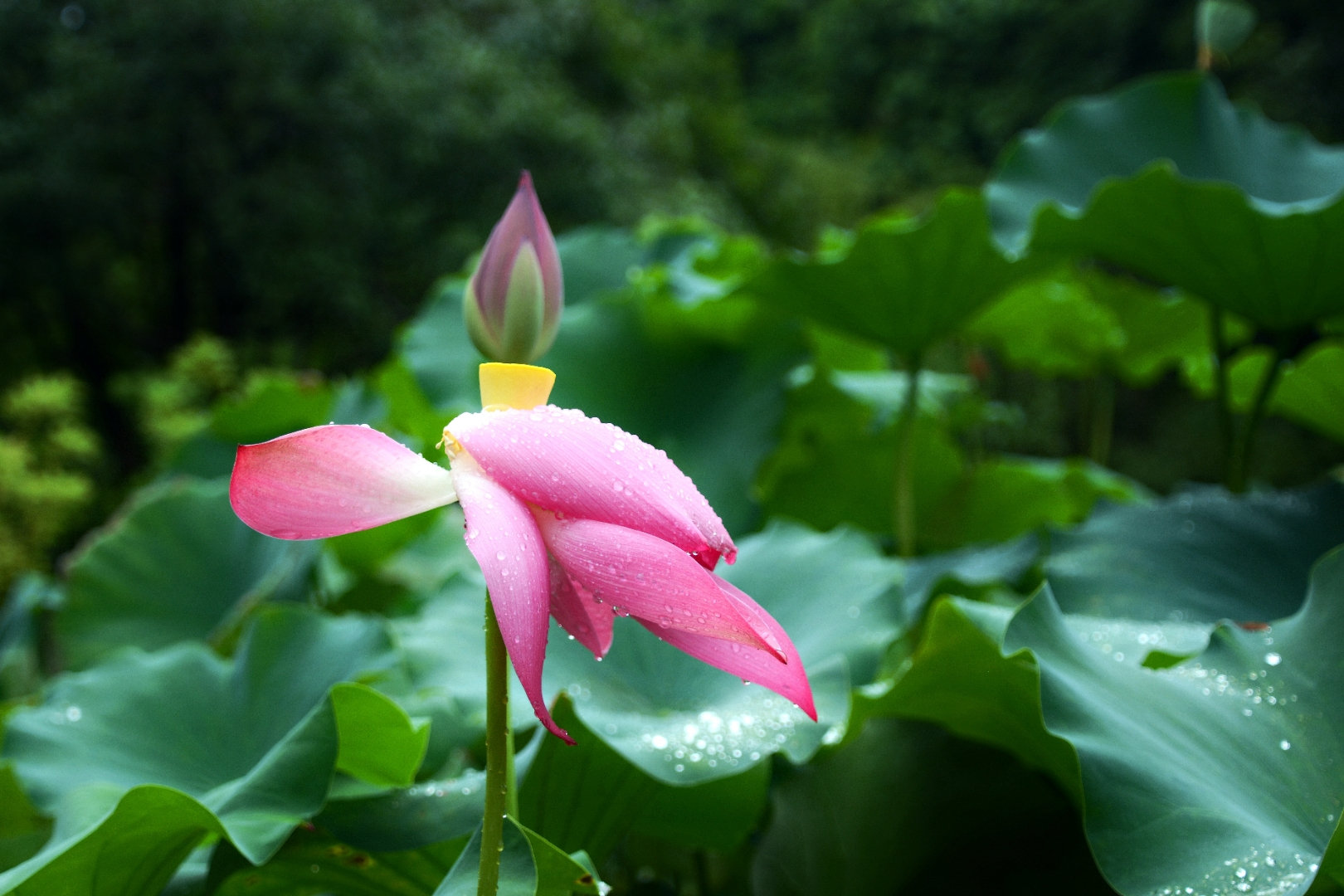 荷花怎么拍才美？我从网友投稿的200张照片里，选出20张经典案例休闲区蓝鸢梦想 - Www.slyday.coM