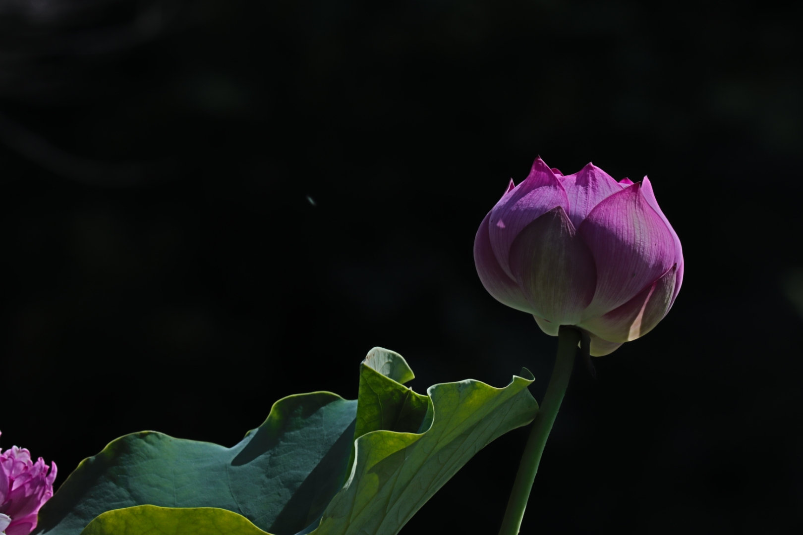 荷花怎么拍才美？我从网友投稿的200张照片里，选出20张经典案例休闲区蓝鸢梦想 - Www.slyday.coM