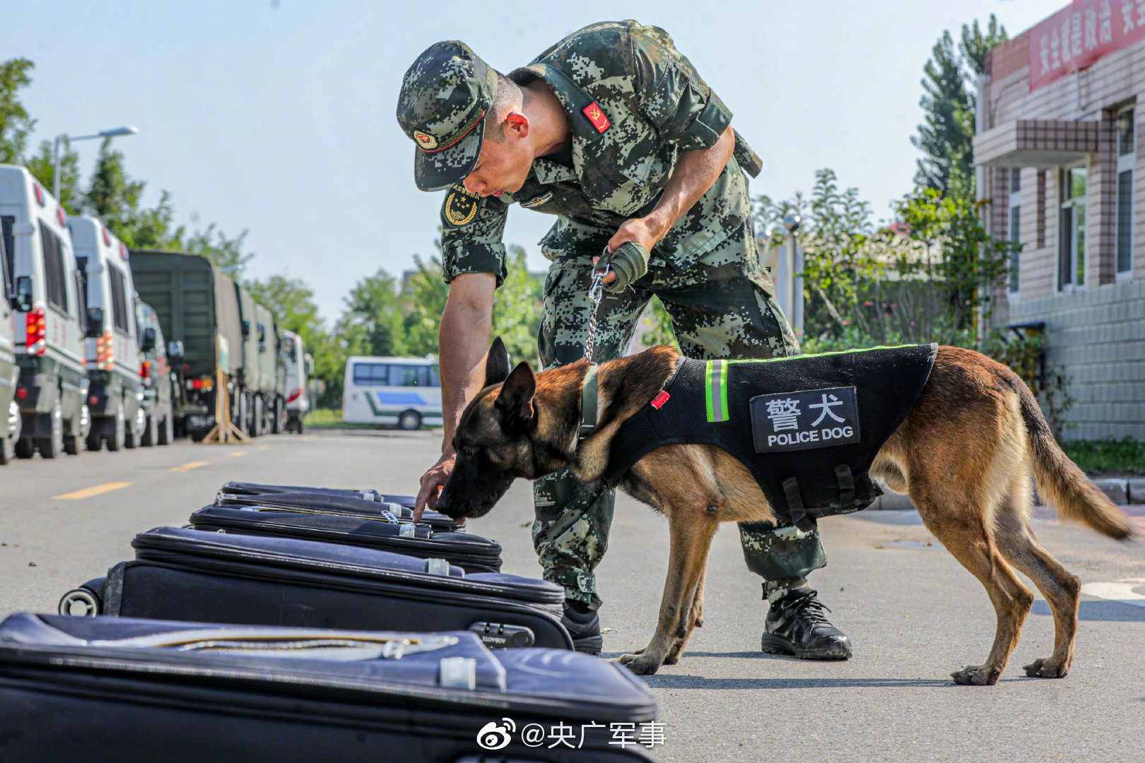 9月7日,武警天津总队机动支队组织侦察分队警犬班进行丛林搜索,搜救搜