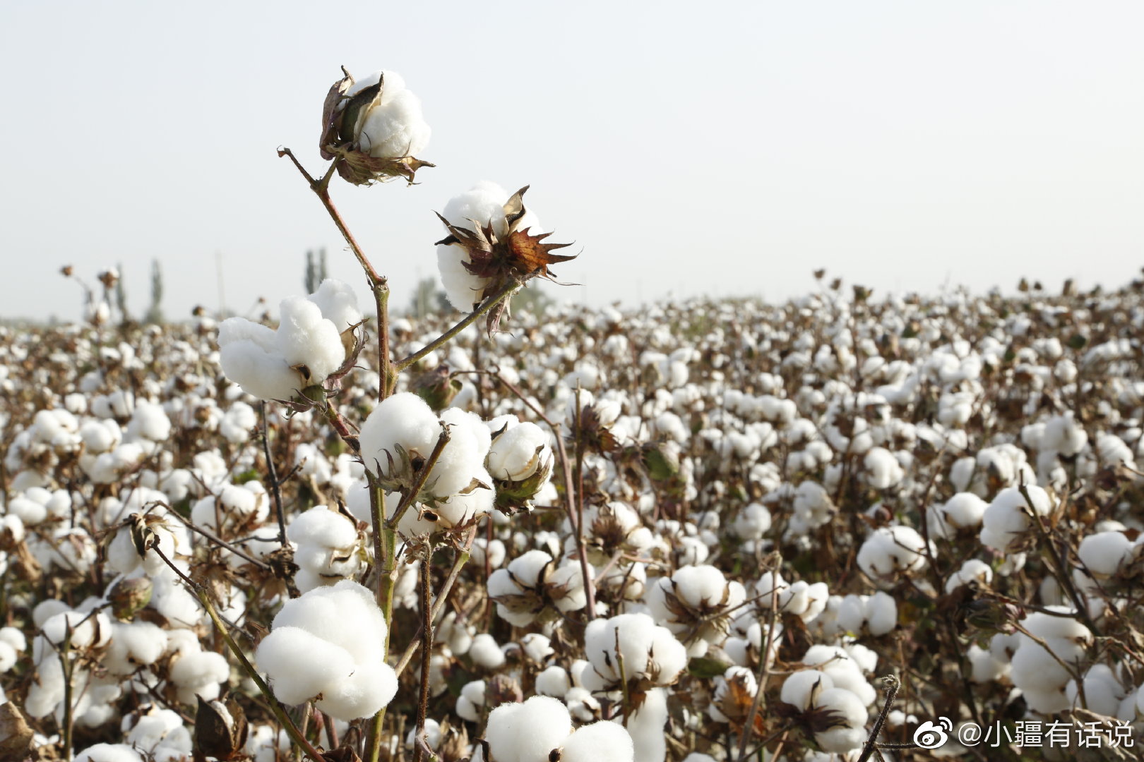 这雪白雪白的棉花谁能不爱