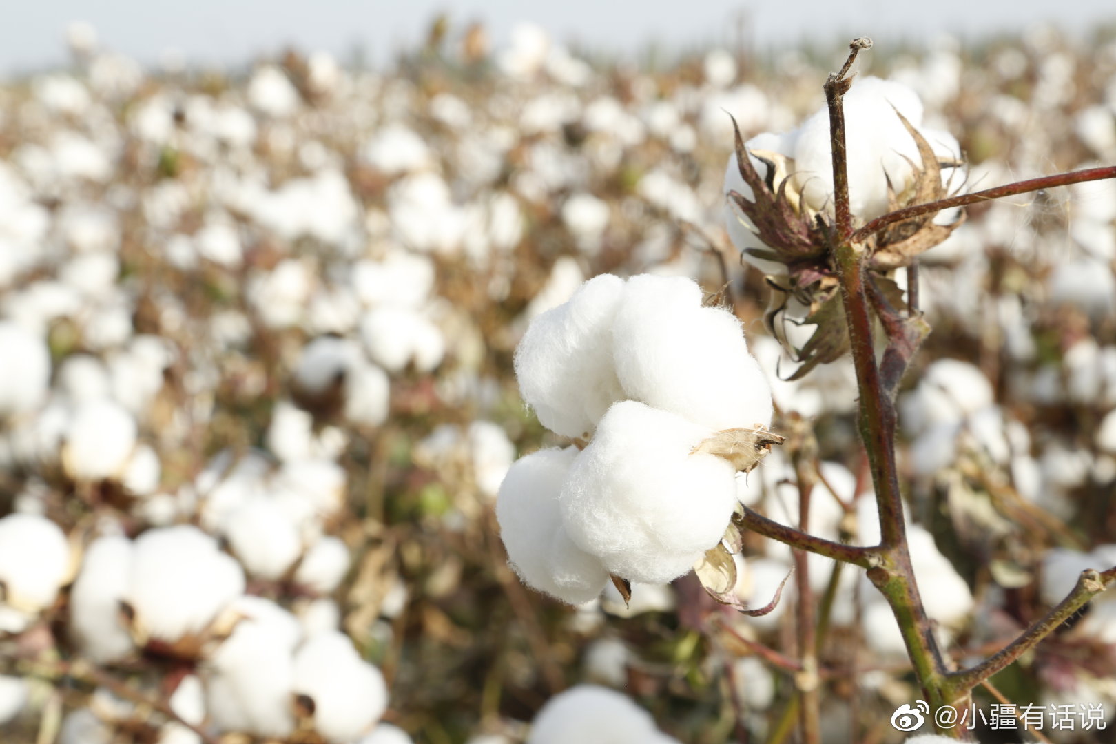 这雪白雪白的棉花谁能不爱