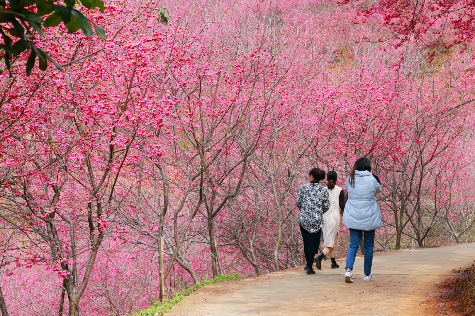 春已至福建连片樱花绚烂绽放