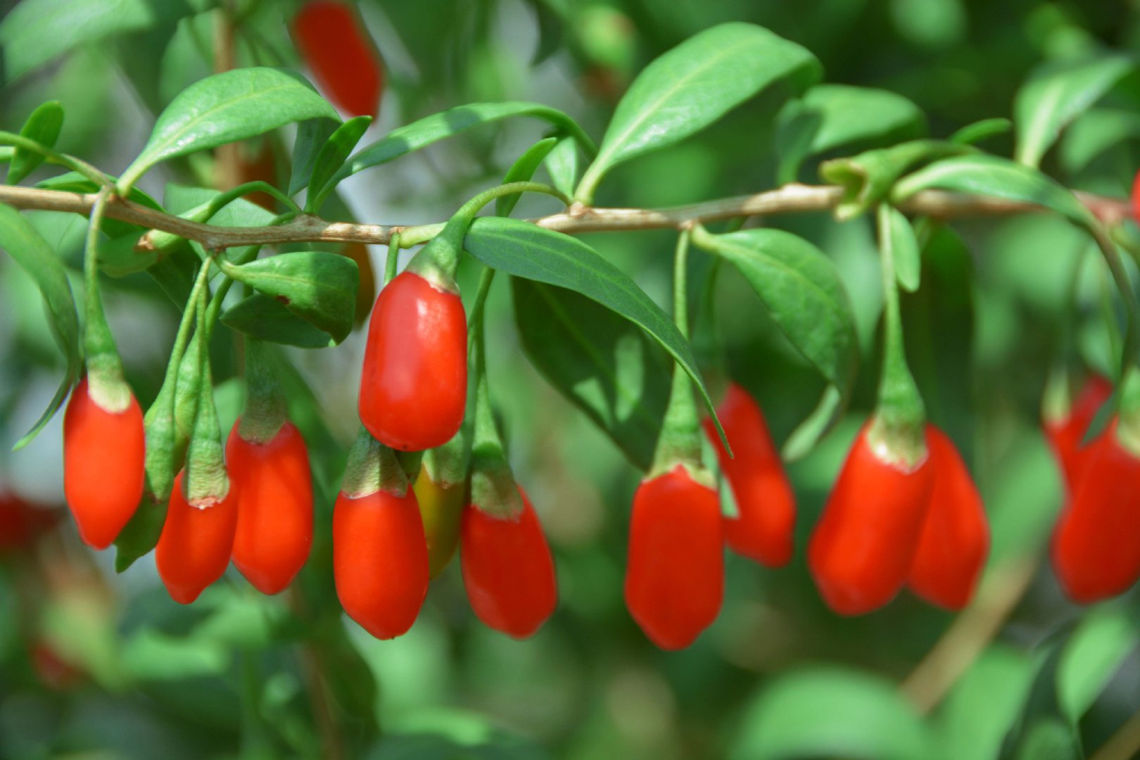火红的枸杞子原创拍摄