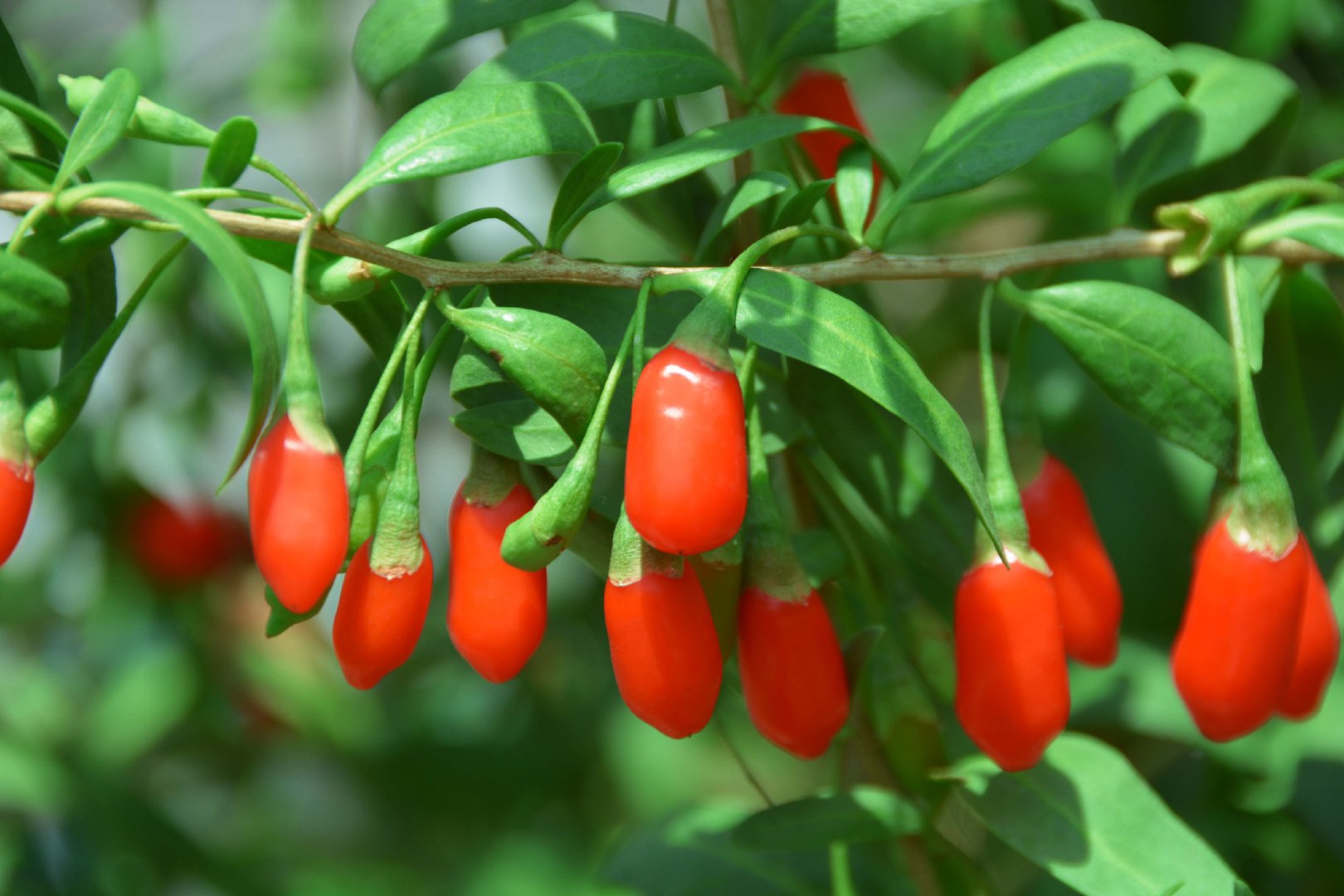 火红的枸杞子,原创拍摄__财经头条