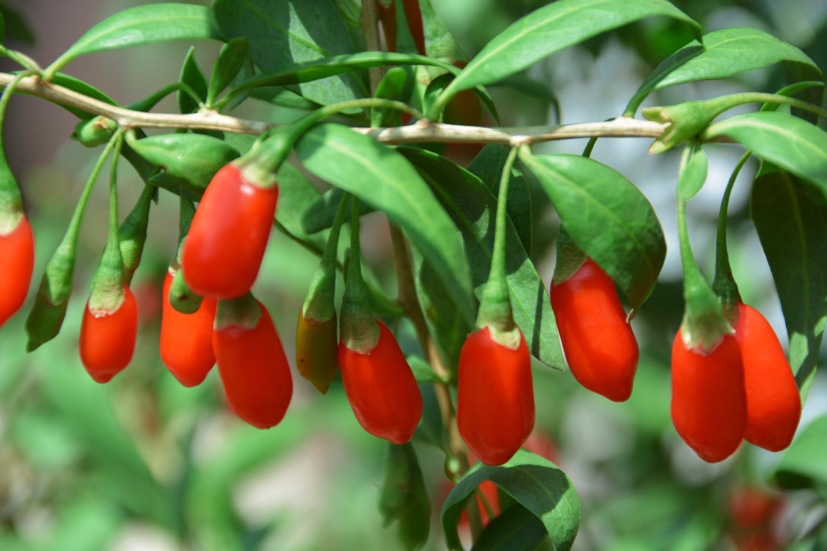 火红的枸杞子,原创拍摄__财经头条