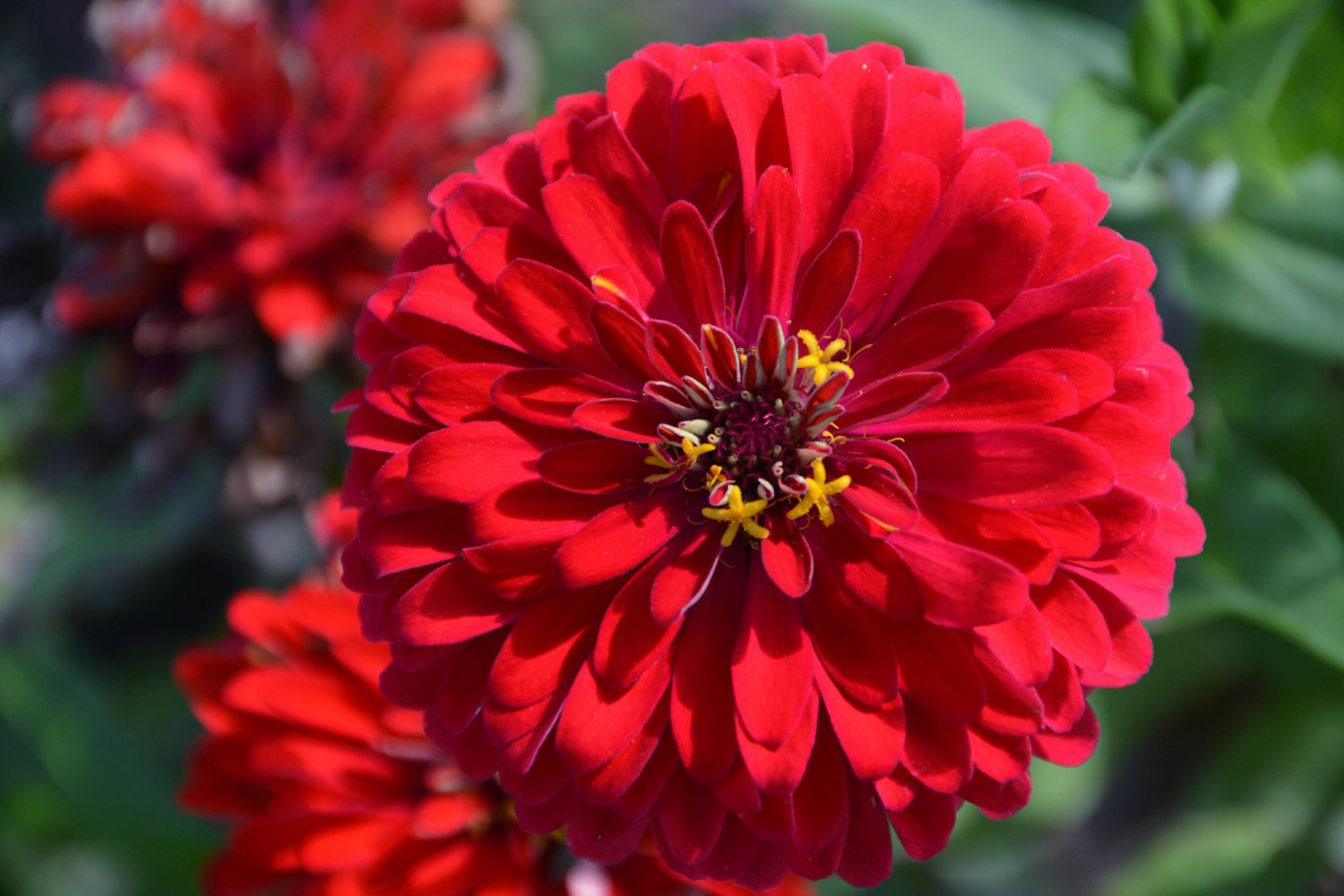 红色百日菊,原创拍摄_新浪新闻