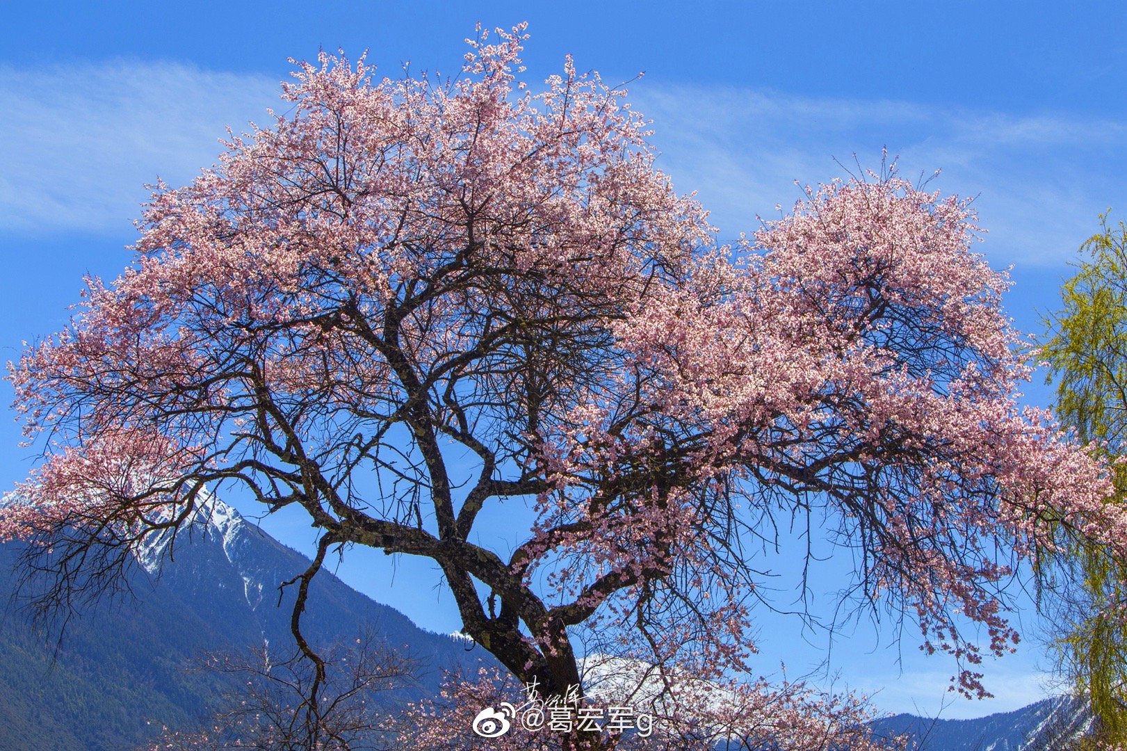 一棵桃花树