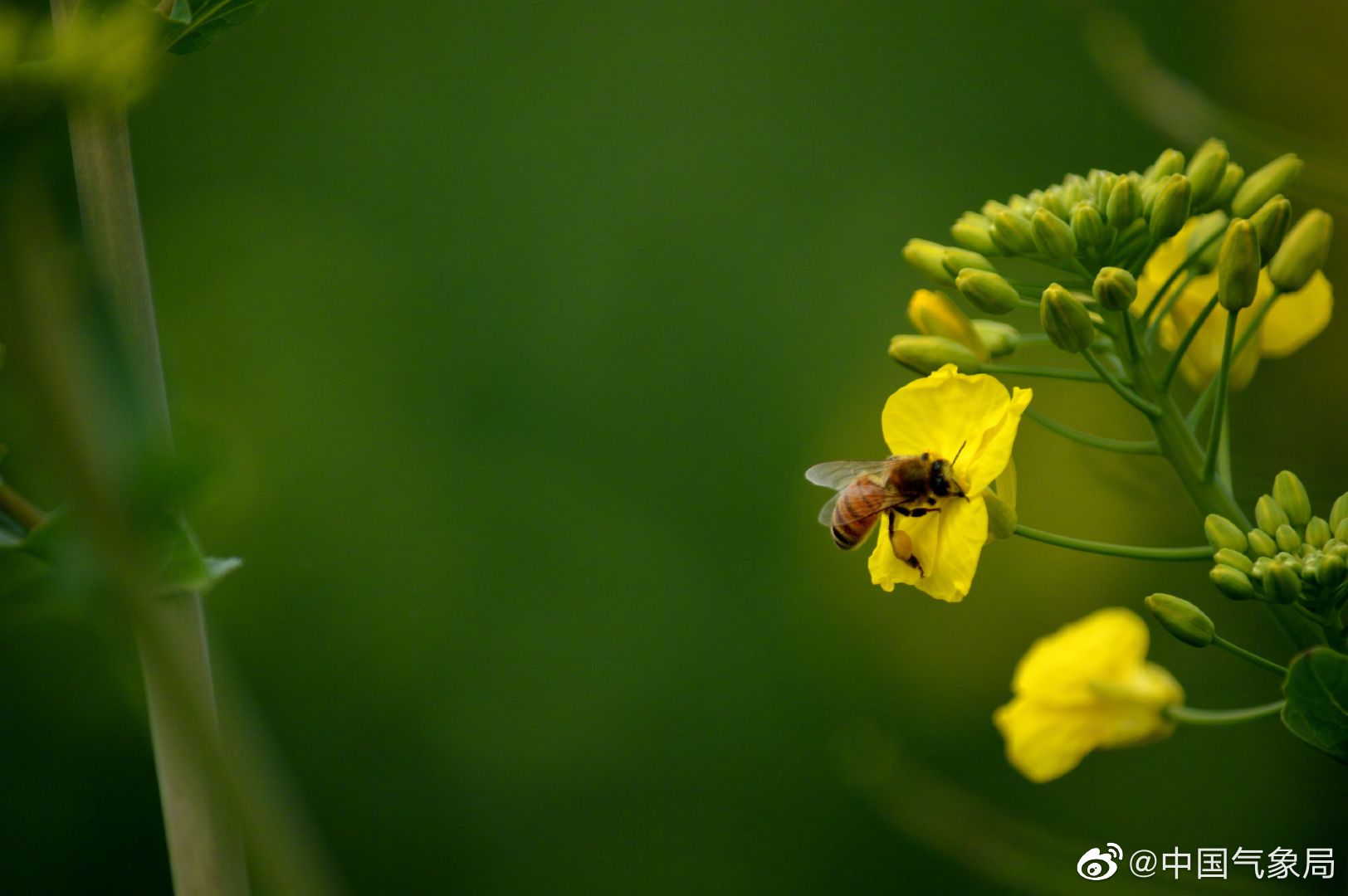 三月春风缭绕,万物复苏,小蜜蜂也不甘寂寞,以花为伴_高清图集_新浪网