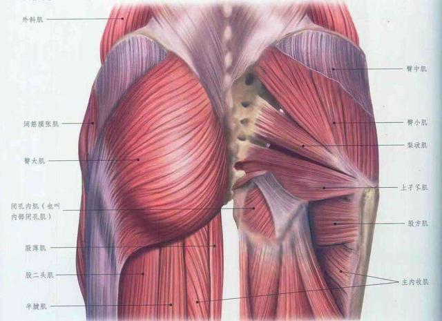 臀屈肌在哪个位置图片