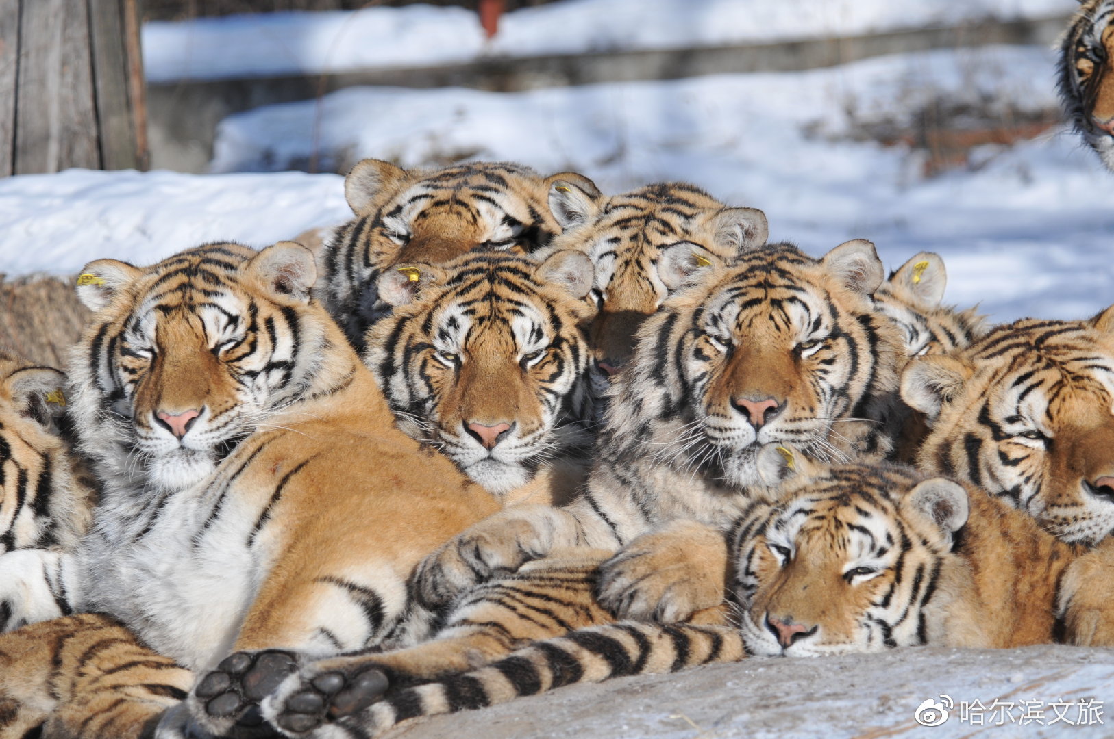 东北虎林园萌虎出没虎年看虎乐在冰城