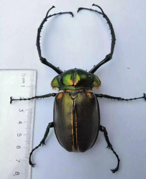 这种很像屎壳郎的昆虫曾需8担粮才能换1只,宣布灭绝后又被发现|金龟