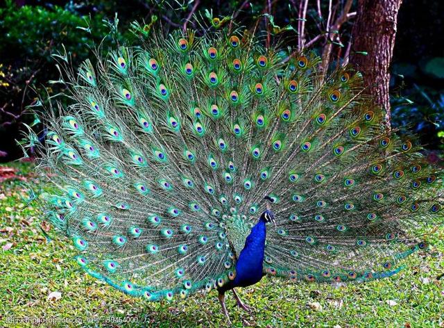 野生动物保护|云南发起"动物王国你最喜欢谁"网络投票