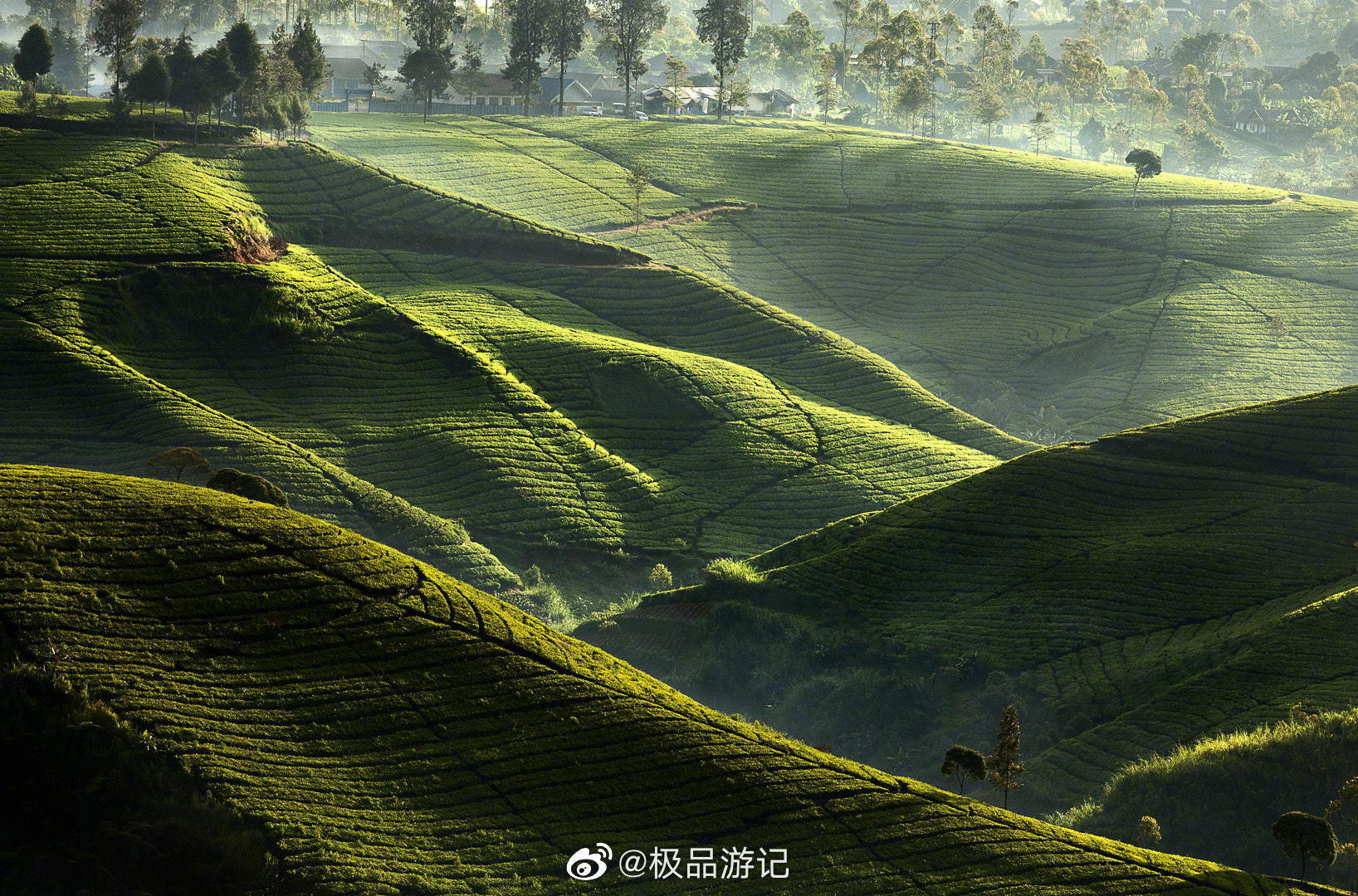 镇江新茶上市美女预约