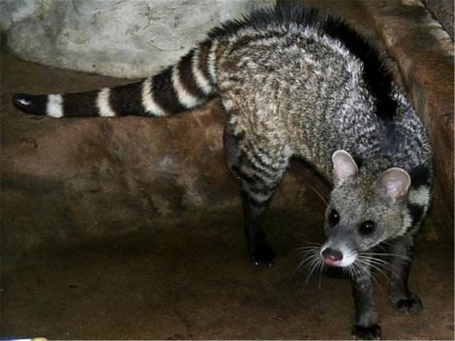 屁股上长有香囊,本是九尾狐原型|浙江|灵猫|小灵猫_新浪新闻