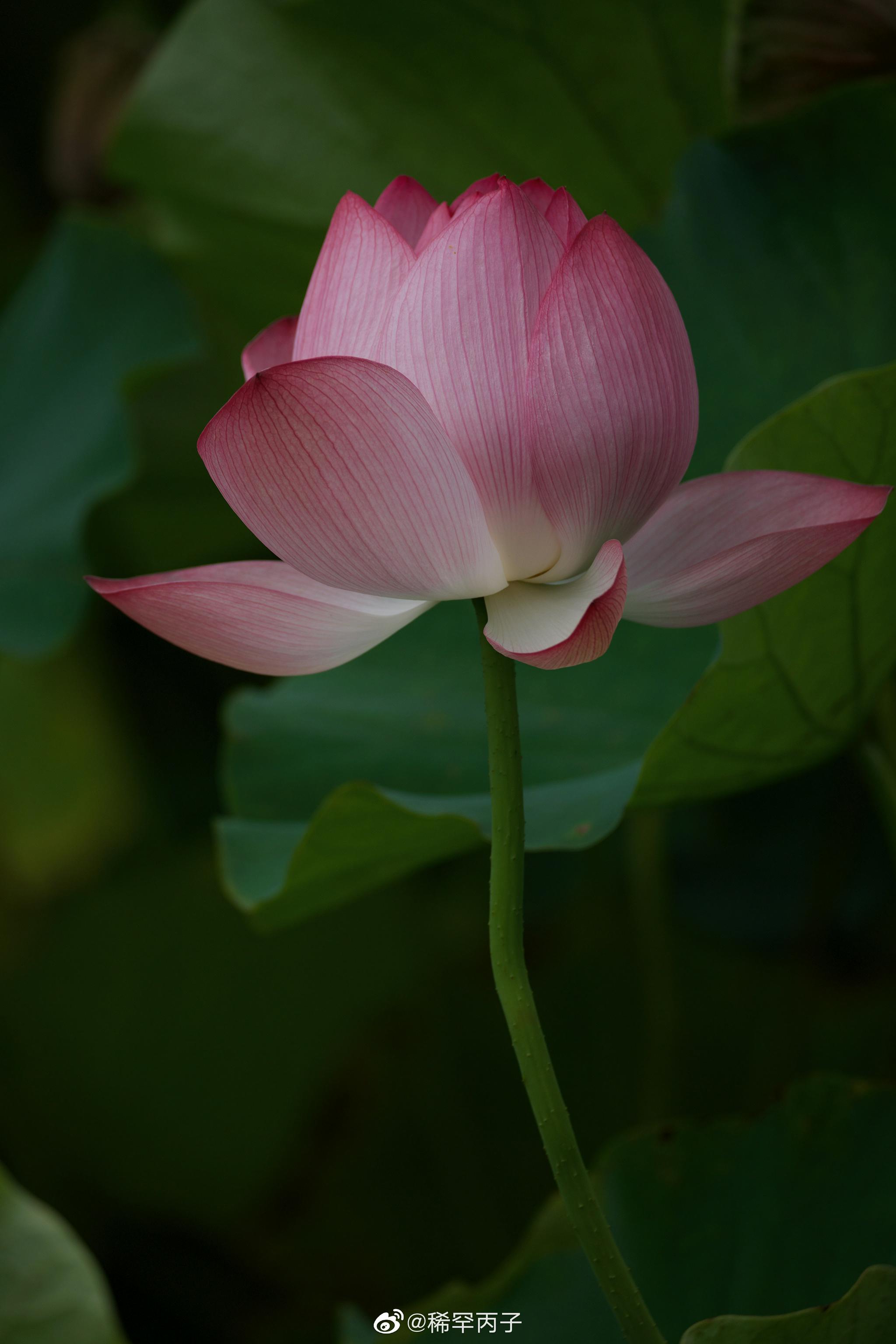 杨万里《红白莲》