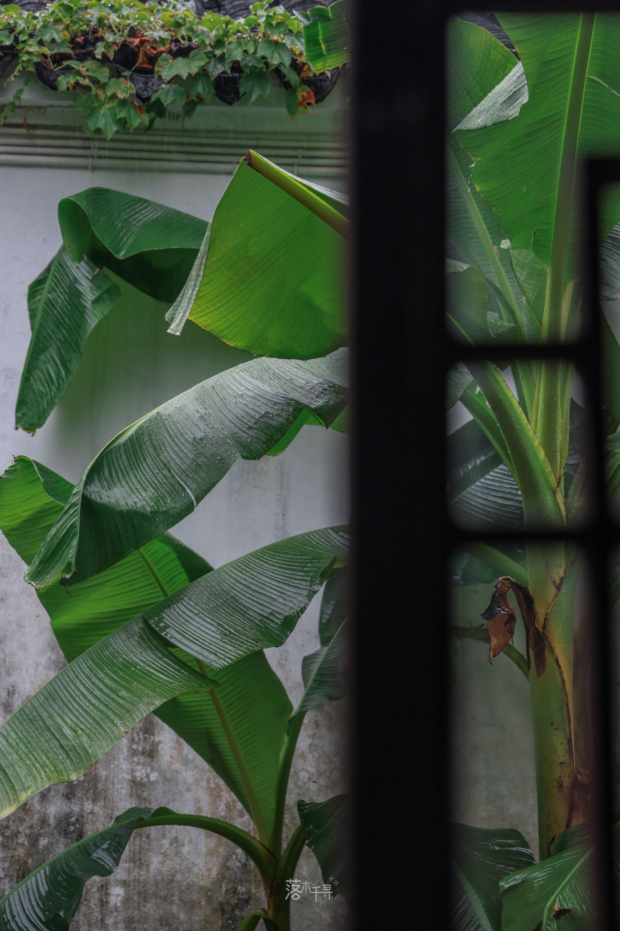 雨打芭蕉闲听雨|雨打芭蕉_新浪新闻