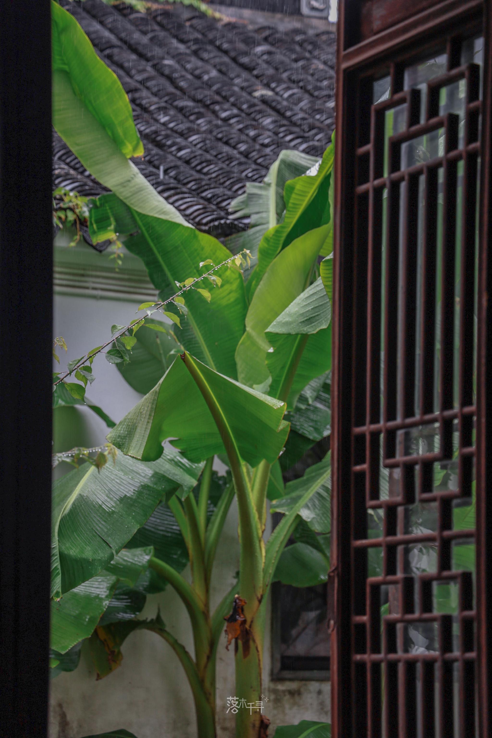 雨打芭蕉闲听雨|雨打芭蕉_新浪新闻