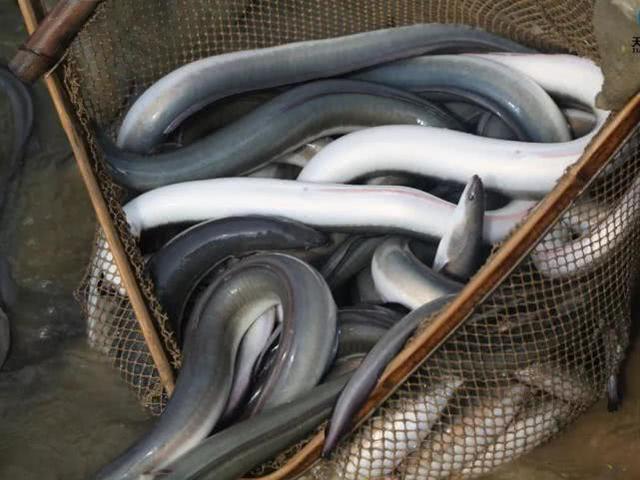 现在鳗鱼虽然在我国不怎么受欢迎,但是出口的话还是很不错的,价格和