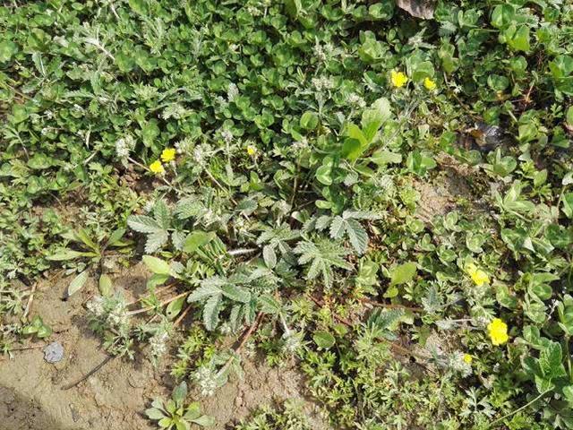 野外一种"小鸡腿",小时候挖了当零食,叶子也是上好野菜|翻白草|鸡腿