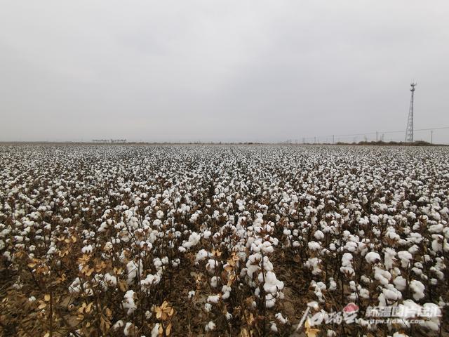 叶面肥排行榜_复合肥十大品牌排行榜复合肥十大品牌排行榜是(2)