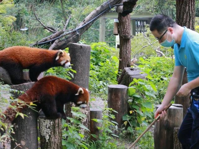 今天是国际小熊猫日,来一起云吸萌萌哒的“小熊猫”吧休闲区蓝鸢梦想 - Www.slyday.coM 今天是国际小熊猫日,来一起云吸萌萌哒的“小熊猫”吧休闲区蓝鸢梦想 - Www.slyday.coM