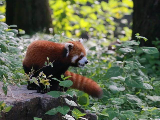 今天是国际小熊猫日,来一起云吸萌萌哒的“小熊猫”吧休闲区蓝鸢梦想 - Www.slyday.coM 今天是国际小熊猫日,来一起云吸萌萌哒的“小熊猫”吧休闲区蓝鸢梦想 - Www.slyday.coM