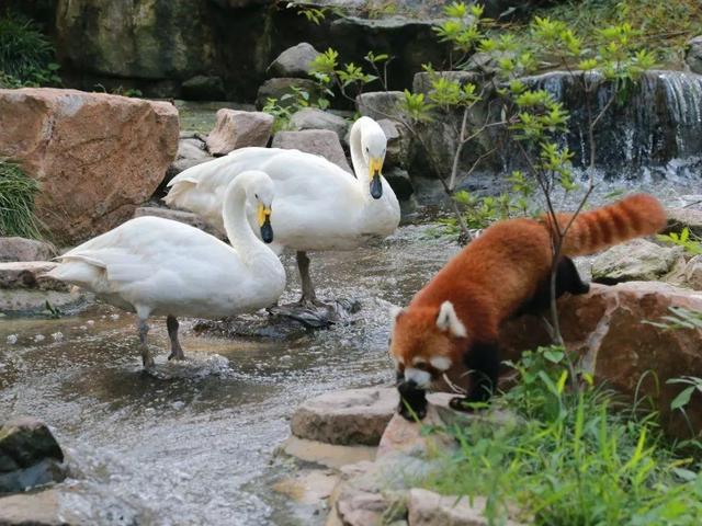 今天是国际小熊猫日,来一起云吸萌萌哒的“小熊猫”吧休闲区蓝鸢梦想 - Www.slyday.coM 今天是国际小熊猫日,来一起云吸萌萌哒的“小熊猫”吧休闲区蓝鸢梦想 - Www.slyday.coM