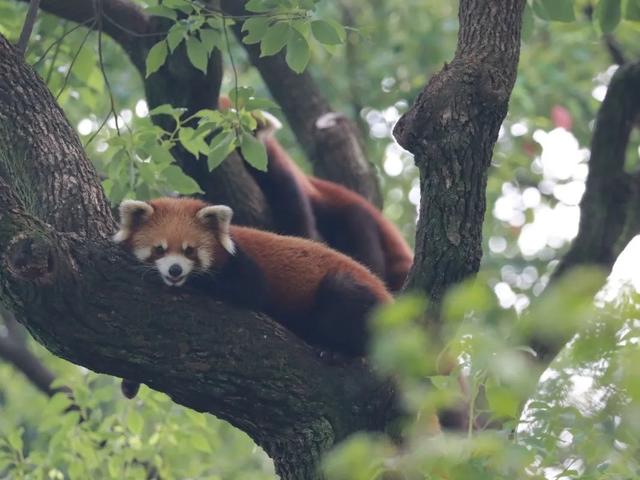 今天是国际小熊猫日,来一起云吸萌萌哒的“小熊猫”吧休闲区蓝鸢梦想 - Www.slyday.coM 今天是国际小熊猫日,来一起云吸萌萌哒的“小熊猫”吧休闲区蓝鸢梦想 - Www.slyday.coM