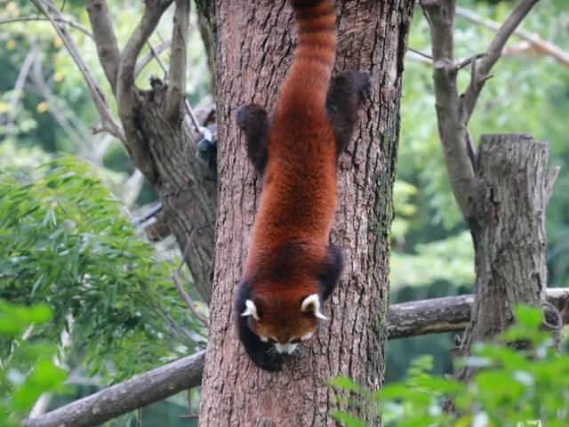 今天是国际小熊猫日,来一起云吸萌萌哒的“小熊猫”吧休闲区蓝鸢梦想 - Www.slyday.coM 今天是国际小熊猫日,来一起云吸萌萌哒的“小熊猫”吧休闲区蓝鸢梦想 - Www.slyday.coM