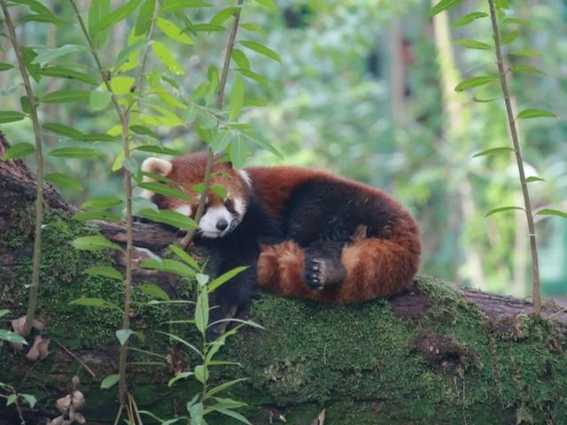 今天是国际小熊猫日,来一起云吸萌萌哒的“小熊猫”吧休闲区蓝鸢梦想 - Www.slyday.coM 今天是国际小熊猫日,来一起云吸萌萌哒的“小熊猫”吧休闲区蓝鸢梦想 - Www.slyday.coM