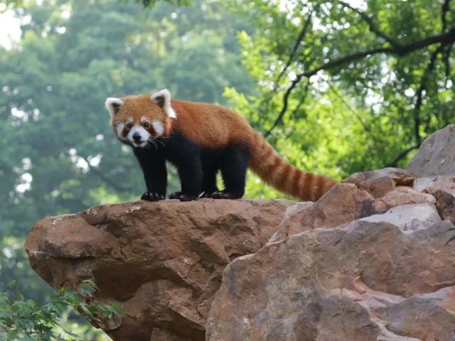今天是国际小熊猫日,来一起云吸萌萌哒的“小熊猫”吧休闲区蓝鸢梦想 - Www.slyday.coM 今天是国际小熊猫日,来一起云吸萌萌哒的“小熊猫”吧休闲区蓝鸢梦想 - Www.slyday.coM