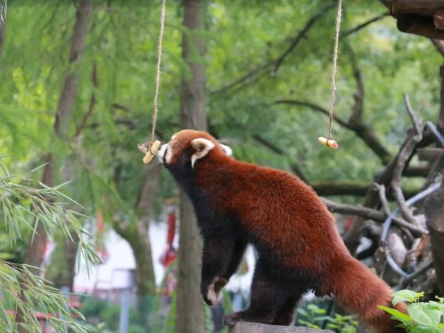 今天是国际小熊猫日,来一起云吸萌萌哒的“小熊猫”吧休闲区蓝鸢梦想 - Www.slyday.coM 今天是国际小熊猫日,来一起云吸萌萌哒的“小熊猫”吧休闲区蓝鸢梦想 - Www.slyday.coM
