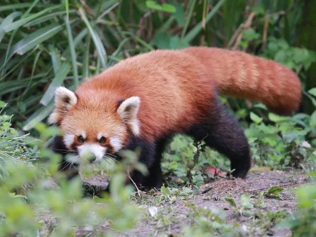 今天是国际小熊猫日,来一起云吸萌萌哒的“小熊猫”吧休闲区蓝鸢梦想 - Www.slyday.coM 今天是国际小熊猫日,来一起云吸萌萌哒的“小熊猫”吧休闲区蓝鸢梦想 - Www.slyday.coM