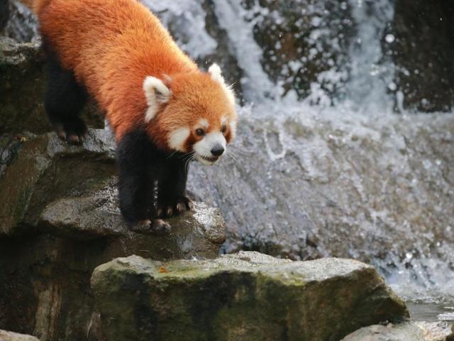 今天是国际小熊猫日,来一起云吸萌萌哒的“小熊猫”吧休闲区蓝鸢梦想 - Www.slyday.coM 今天是国际小熊猫日,来一起云吸萌萌哒的“小熊猫”吧休闲区蓝鸢梦想 - Www.slyday.coM