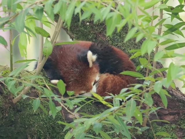 今天是国际小熊猫日,来一起云吸萌萌哒的“小熊猫”吧休闲区蓝鸢梦想 - Www.slyday.coM 今天是国际小熊猫日,来一起云吸萌萌哒的“小熊猫”吧休闲区蓝鸢梦想 - Www.slyday.coM