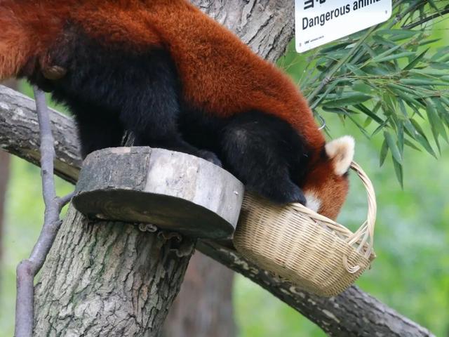 今天是国际小熊猫日,来一起云吸萌萌哒的“小熊猫”吧休闲区蓝鸢梦想 - Www.slyday.coM 今天是国际小熊猫日,来一起云吸萌萌哒的“小熊猫”吧休闲区蓝鸢梦想 - Www.slyday.coM