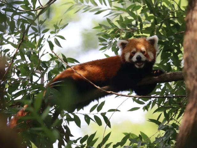 今天是国际小熊猫日,来一起云吸萌萌哒的“小熊猫”吧休闲区蓝鸢梦想 - Www.slyday.coM 今天是国际小熊猫日,来一起云吸萌萌哒的“小熊猫”吧休闲区蓝鸢梦想 - Www.slyday.coM