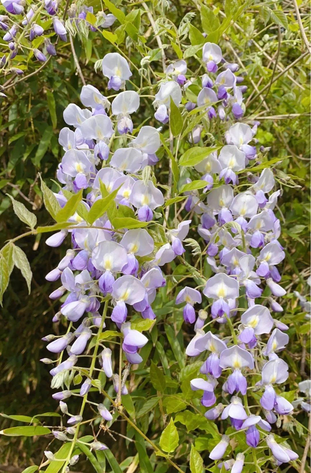 槐花|南瓜花|紫藤花_新浪新闻