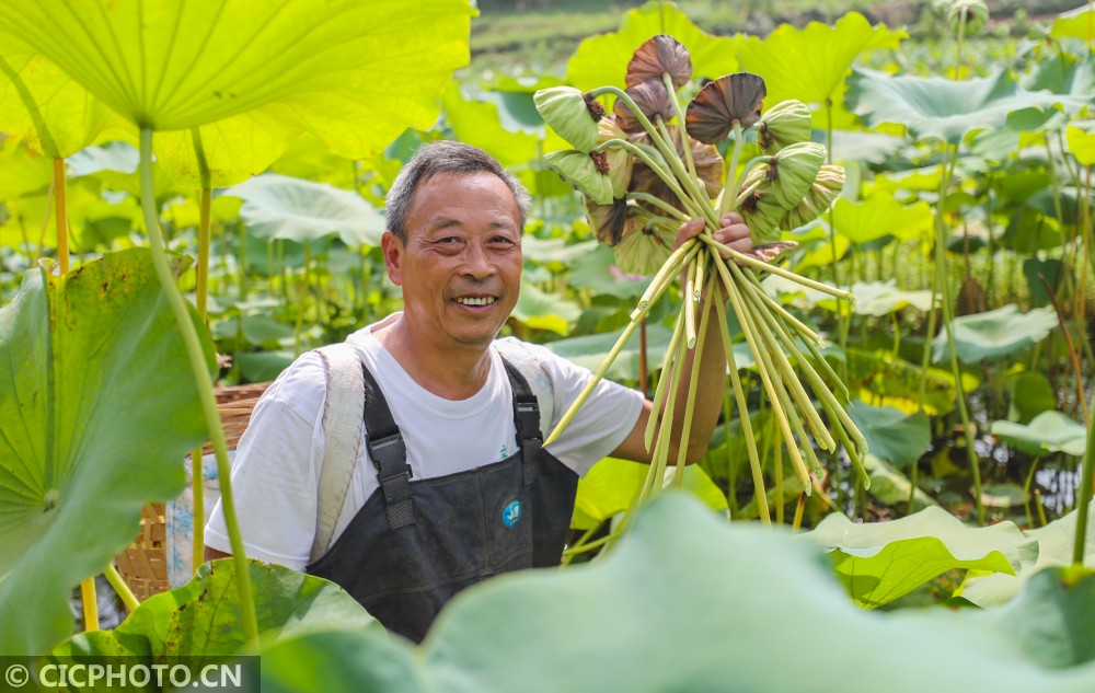 18日,在四川省宜宾市高县庆岭镇文武社区的荷塘里,当地村民在采摘莲蓬