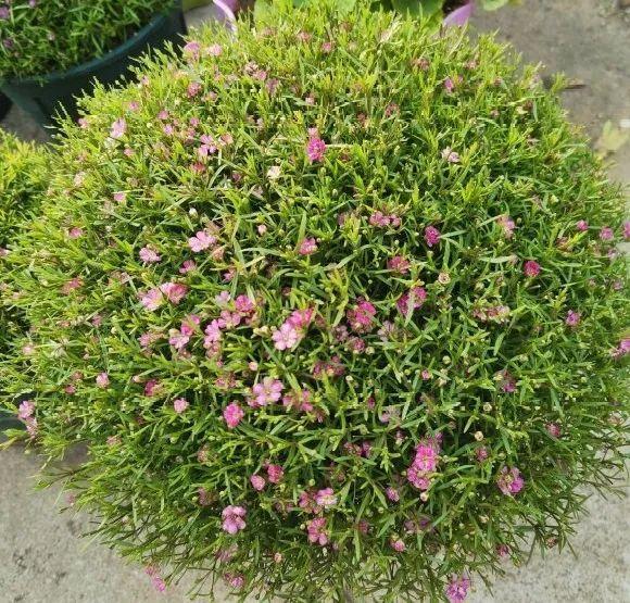 要是有块地,真的发财了!|发财树|满天星|种球_新浪新闻