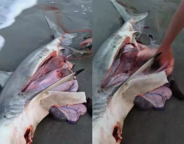 男子沙滩发现死去的鲨鱼,肚子依旧在动,将其肚子剖开让人落泪