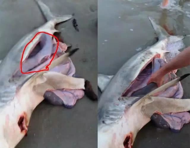 男子沙滩发现死去的鲨鱼,肚子依旧在动,将其肚子剖开让人落泪