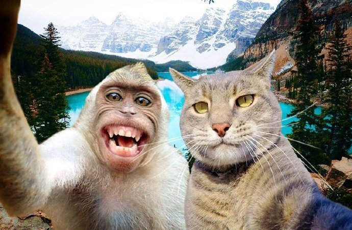 一只酷爱自拍的猫