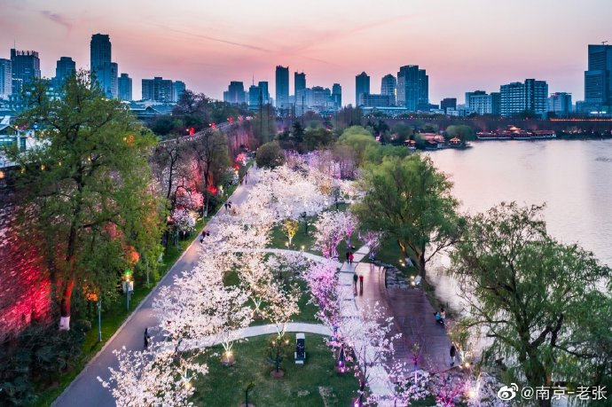 春天在这里,南京玄武湖樱花大道