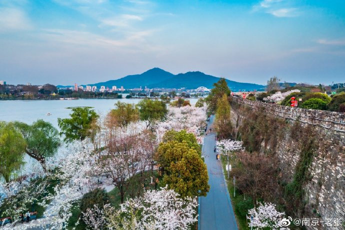 春天在这里,南京玄武湖樱花大道