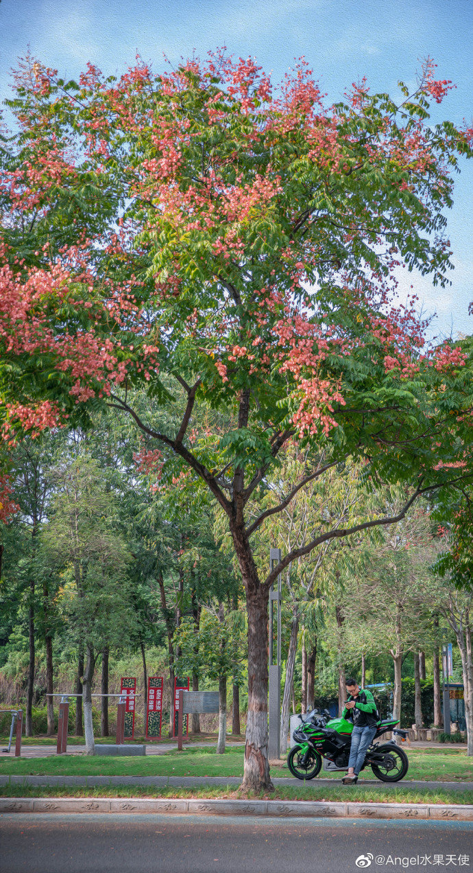 泰州栾树秋天的使者